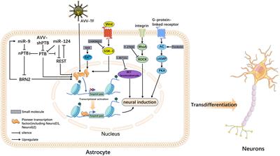 A cutting-edge strategy for spinal cord injury treatment: resident cellular transdifferentiation